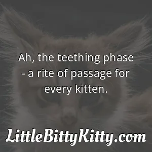 Ah, the teething phase - a rite of passage for every kitten.