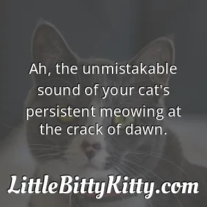 Ah, the unmistakable sound of your cat's persistent meowing at the crack of dawn.