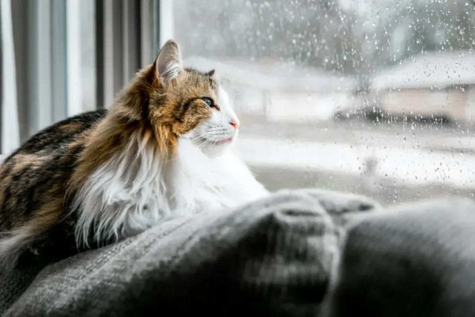 Allergic to My Cat Sometimes? Demystifying Feline Allergy Inconsistencies