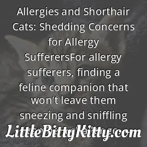 Allergies and Shorthair Cats: Shedding Concerns for Allergy SufferersFor allergy sufferers, finding a feline companion that won't leave them sneezing and sniffling can be a challenge.