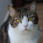 Allergy Mysteries Unraveled: Decoding Cat Sensitivities