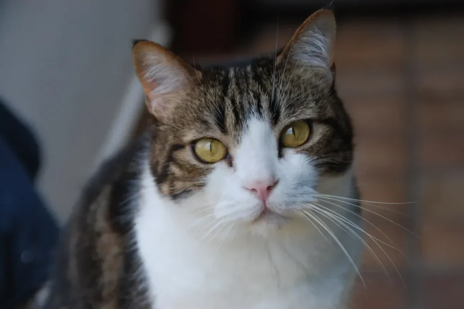 Allergy Mysteries Unraveled: Decoding Cat Sensitivities