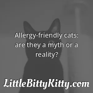Allergy-friendly cats: are they a myth or a reality?