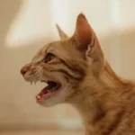Are Bath and Body Works Candles Safe for Cats?