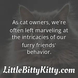 As cat owners, we're often left marveling at the intricacies of our furry friends' behavior.