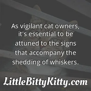 As vigilant cat owners, it's essential to be attuned to the signs that accompany the shedding of whiskers.