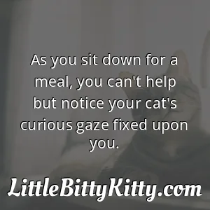 As you sit down for a meal, you can't help but notice your cat's curious gaze fixed upon you.