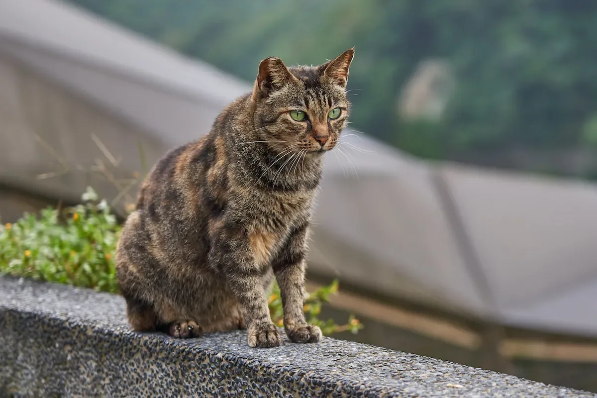 Behind The Allergenic Culprit: Understanding Cat Dander And Its Effects