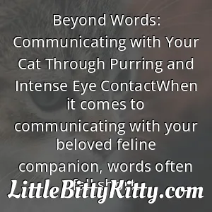 Beyond Words: Communicating with Your Cat Through Purring and Intense Eye ContactWhen it comes to communicating with your beloved feline companion, words often fall short.