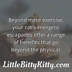 Beyond mere exercise, your cat's energetic escapades offer a range of benefits that go beyond the physical.