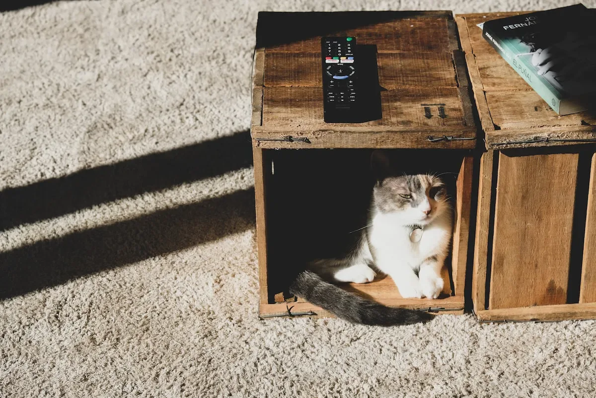Breaking The Silence: Communication Patterns During A Cat'S Hiding Episode
