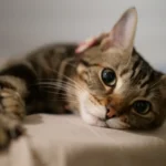 Can Cat Allergies Strike Suddenly? Unraveling the Allergic Mystery
