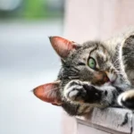 Can I Wash My Cat with Water Alone? The Definitive Guide