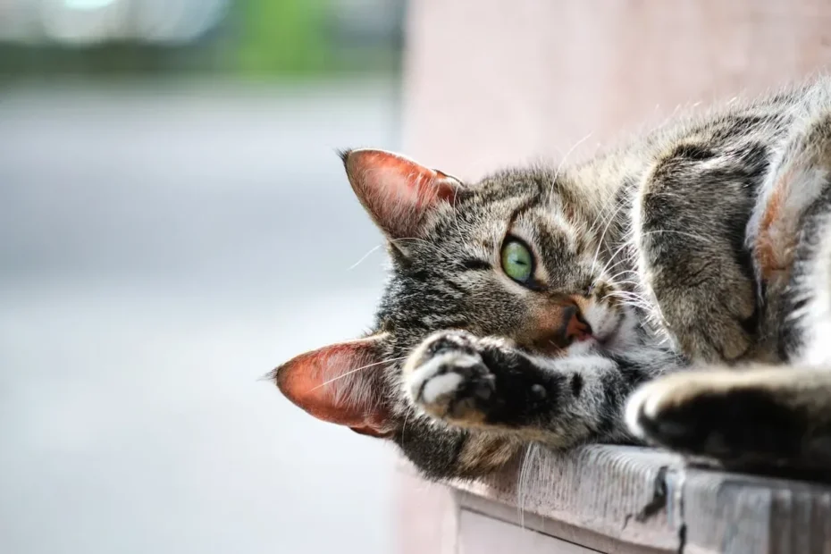 Can I Wash My Cat with Water Alone? The Definitive Guide