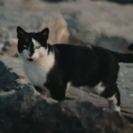 Can You Be Allergic to Male Cats? Unveiling the Gender Mystery