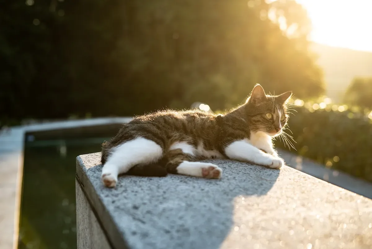 Cat Cuisine Chronicles: Recipes And Tips For Incorporating Chicken Breast Into Your Cat'S Meals