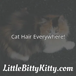 Cat Hair Everywhere!