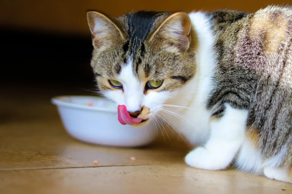 Cat Special Dietary Needs