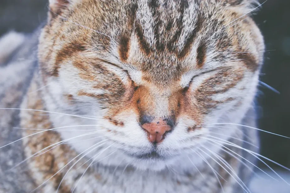 Cat Surgery and Slumber: Unraveling the Feline Sleep Secrets