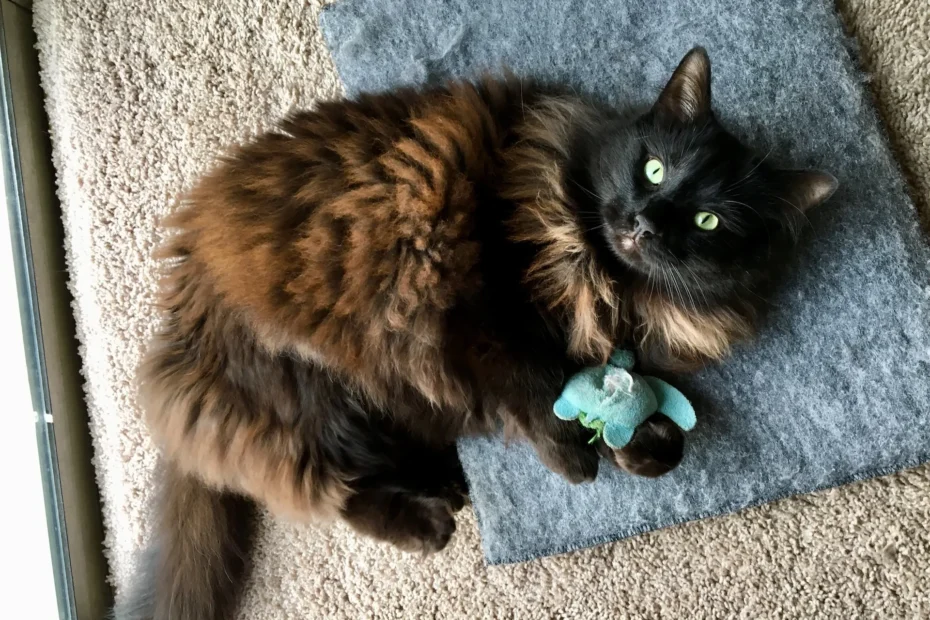 Cat Toys