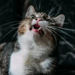 Cat Watchdogs: Do Feline Friends Stand Guard While You Sleep?