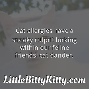 Cat allergies have a sneaky culprit lurking within our feline friends: cat dander.