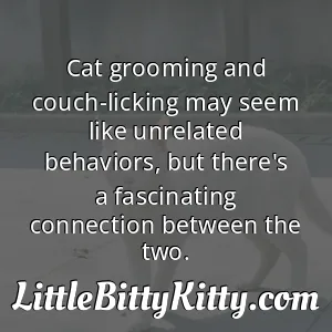 Cat grooming and couch-licking may seem like unrelated behaviors, but there's a fascinating connection between the two.