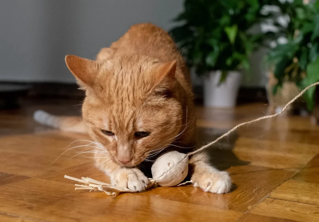 Cat playing with toy