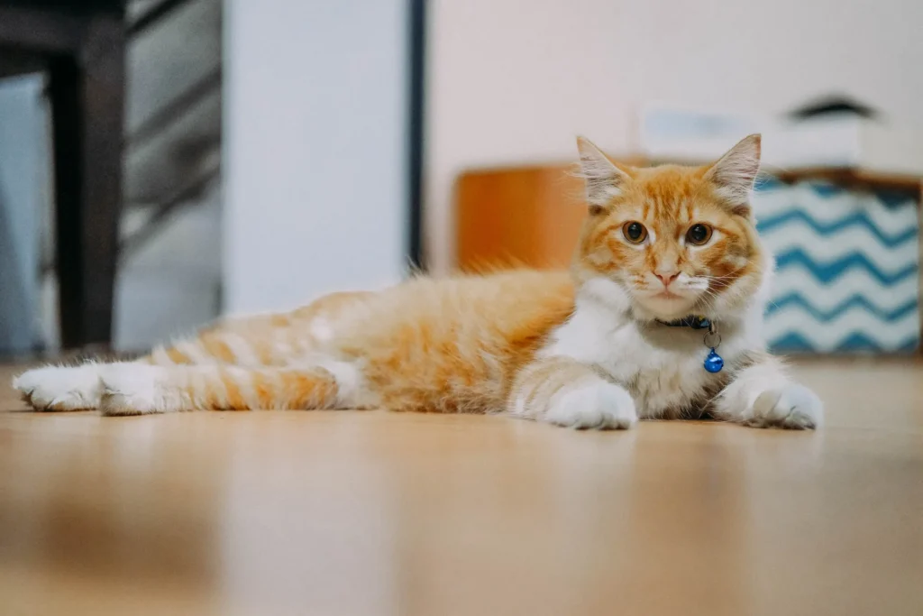 Cat with collar on restin