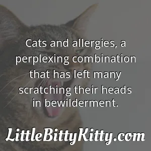 Cats and allergies, a perplexing combination that has left many scratching their heads in bewilderment.