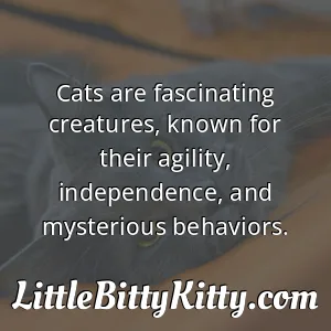 Cats are fascinating creatures, known for their agility, independence, and mysterious behaviors.