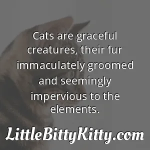 Cats are graceful creatures, their fur immaculately groomed and seemingly impervious to the elements.