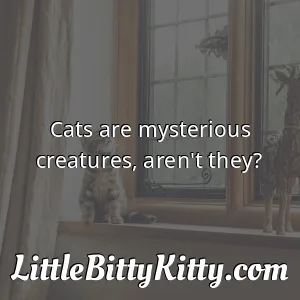 Cats are mysterious creatures, aren't they?