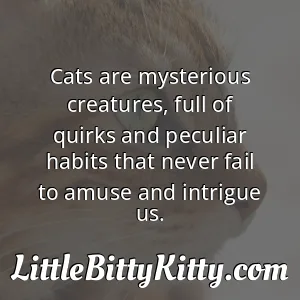Cats are mysterious creatures, full of quirks and peculiar habits that never fail to amuse and intrigue us.