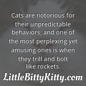 Cats are notorious for their unpredictable behaviors, and one of the most perplexing yet amusing ones is when they trill and bolt like rockets.