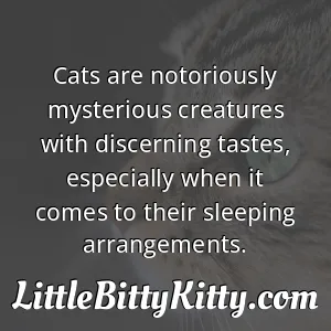 Cats are notoriously mysterious creatures with discerning tastes, especially when it comes to their sleeping arrangements.