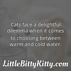Cats face a delightful dilemma when it comes to choosing between warm and cold water.