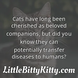 Cats have long been cherished as beloved companions, but did you know they can potentially transfer diseases to humans?