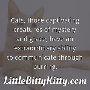 Cats, those captivating creatures of mystery and grace, have an extraordinary ability to communicate through purring.