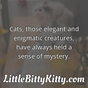 Cats, those elegant and enigmatic creatures, have always held a sense of mystery.