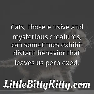 Cats, those elusive and mysterious creatures, can sometimes exhibit distant behavior that leaves us perplexed.