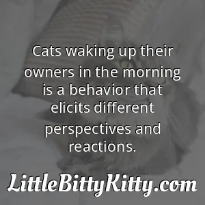 Cats waking up their owners in the morning is a behavior that elicits different perspectives and reactions.