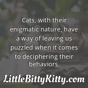 Cats, with their enigmatic nature, have a way of leaving us puzzled when it comes to deciphering their behaviors.