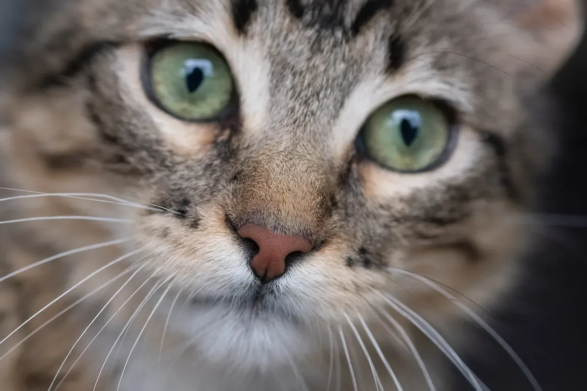 Chicken: A Delectable Treat Or Potential Health Hazard For Cats?