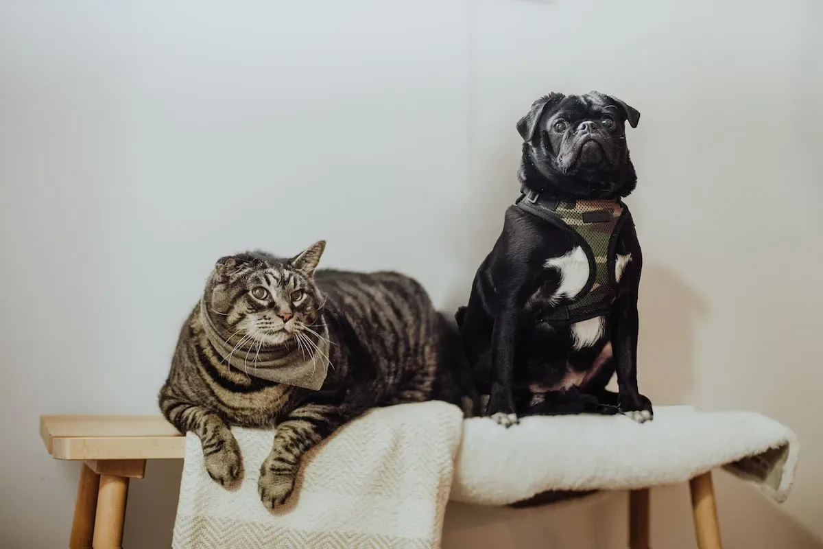 Chilly Conundrum: Do Cats Catch A Chill After Being Soaked?