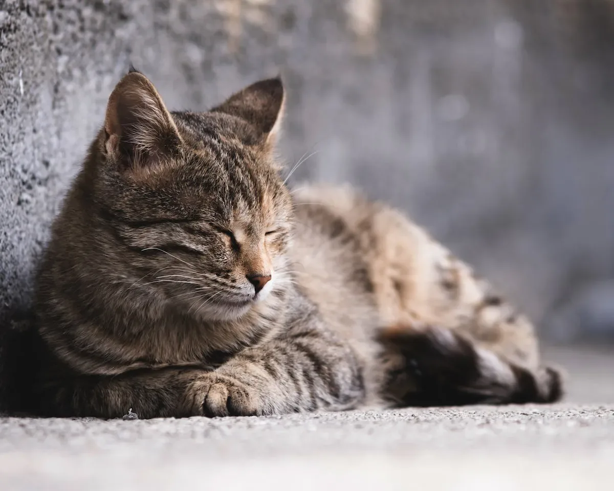 Cognitive Abilities Of Cats: Unraveling Their Perceptions And Understanding