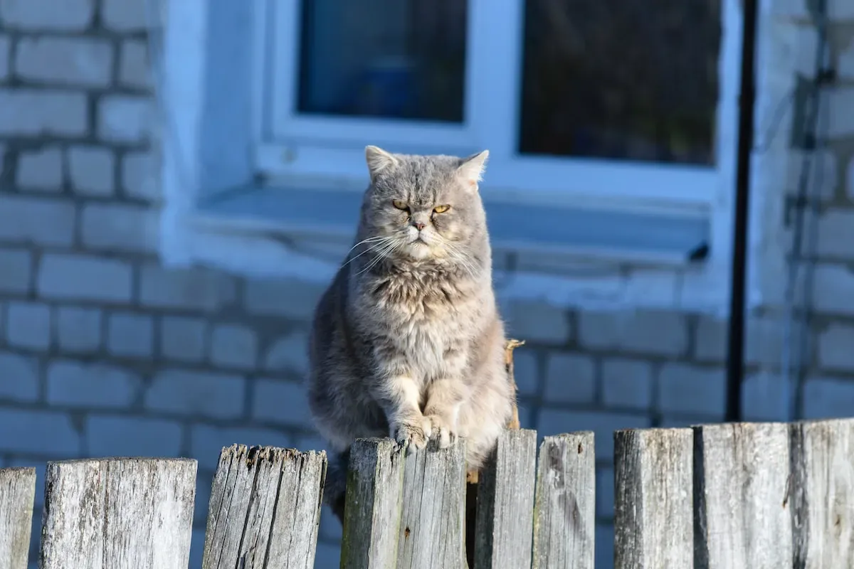 Cracking The Code: Understanding The Subtle Clues In Purring