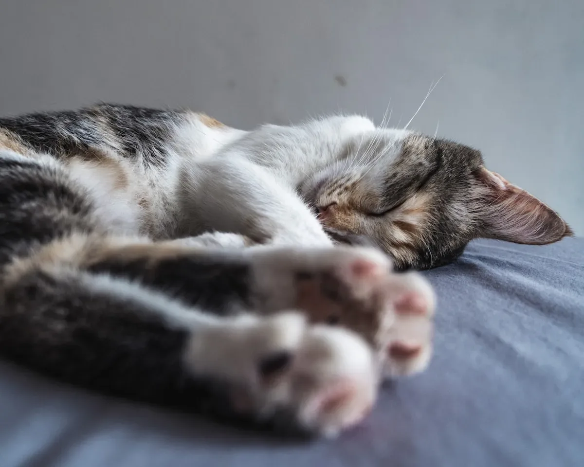 Creating A Cat-Friendly Home: Balancing Scented Ambiance And Feline Well-Being