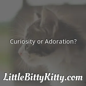 Curiosity or Adoration?