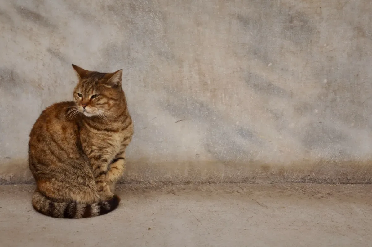 Debunking Myths: Separating Facts From Fiction About Feeding Cats Chicken
